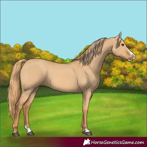 Horse Color:Unknown 