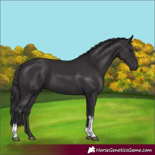 Horse Color:Smoky Black Tobiano 