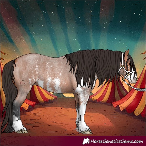 Horse Color:Bay Roan Sabino 