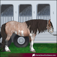 Horse Color:Bay Roan Sabino 