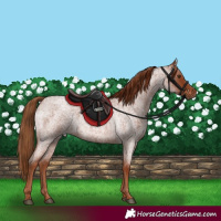 Horse Color:Red Roan 