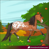 Horse Color:Bay Splash Appaloosa 