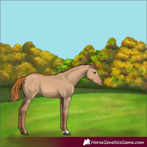 Horse Color:Red Dun