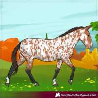Horse Color:Bay Splash Appaloosa