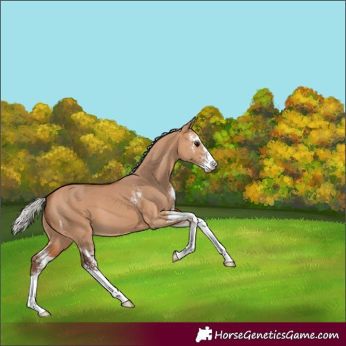 Horse Color:Silver Bay Dun Sabino