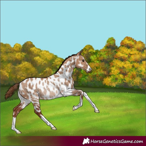 Horse Color:Red Dun Appaloosa Rabicano 