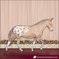 Horse Color:Chestnut Splash Appaloosa 