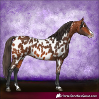 Horse Color:Bay Splash Appaloosa