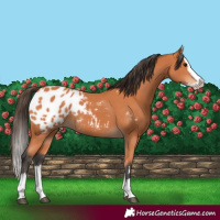 Horse Color:Bay Splash Appaloosa 