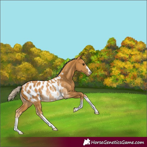 Horse Color:Palomino Blanket Rabicano
