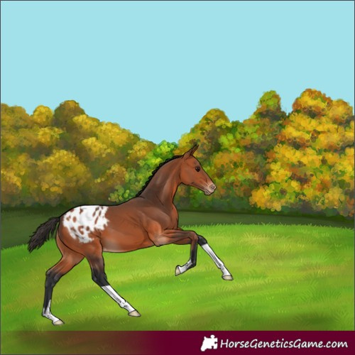 Horse Color:Bay Varnish 