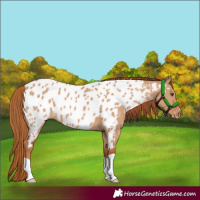 Horse Color:Red Dun Appaloosa 