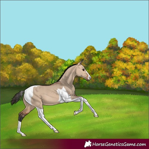 Horse Color:Bay Dun Tobiano