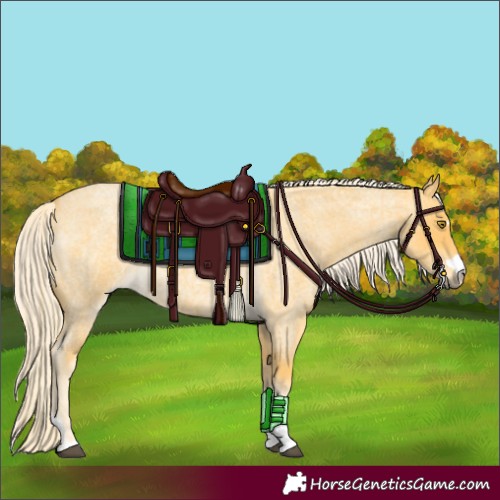 Horse Color:Palomino Roan 