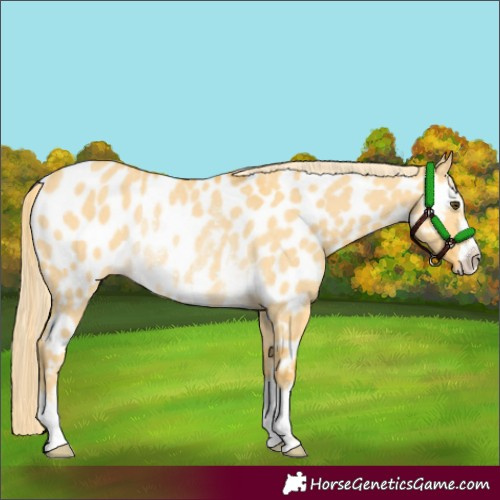 Horse Color:Palomino Dun Appaloosa Rabicano