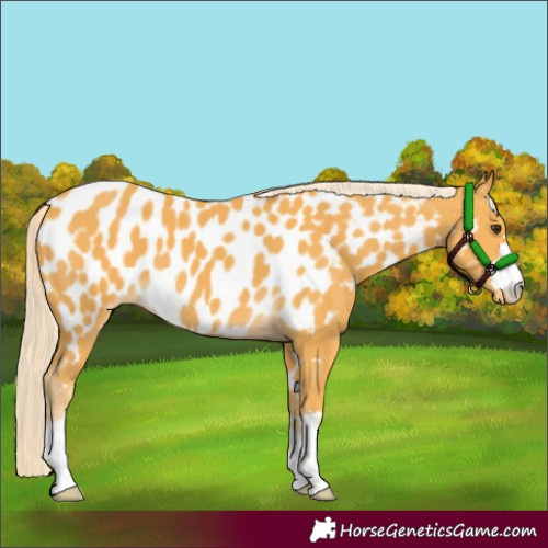 Horse Color:Palomino Appaloosa