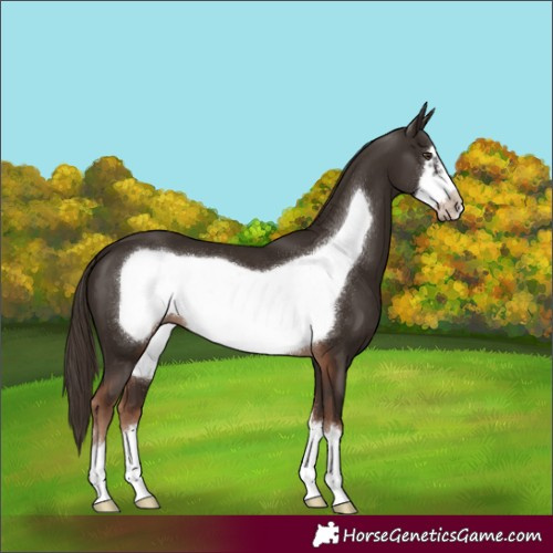 Horse Color:Liver Chestnut Frame 