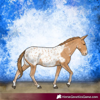 Horse Color:Chestnut Splash Near Leopard