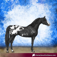Horse Color:Black Splash Appaloosa 