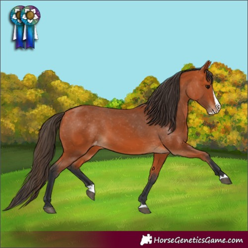 Horse Color:Bay Splash Varnish 