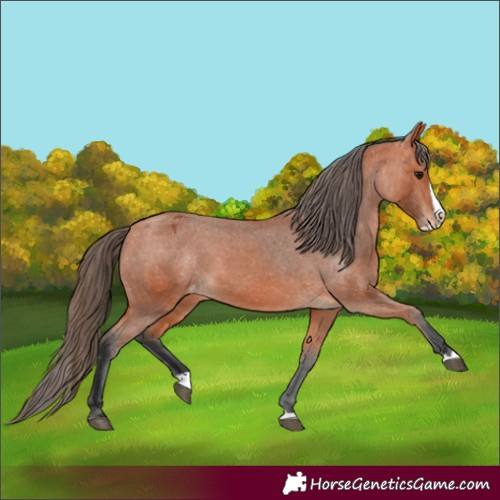 Horse Color:Bay Splash Appaloosa 