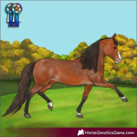 Horse Color:Bay Splash Varnish