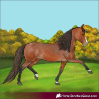 Horse Color:Bay Splash Appaloosa 