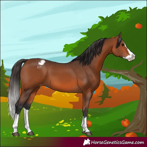 Horse Color:Bay Splash Appaloosa 