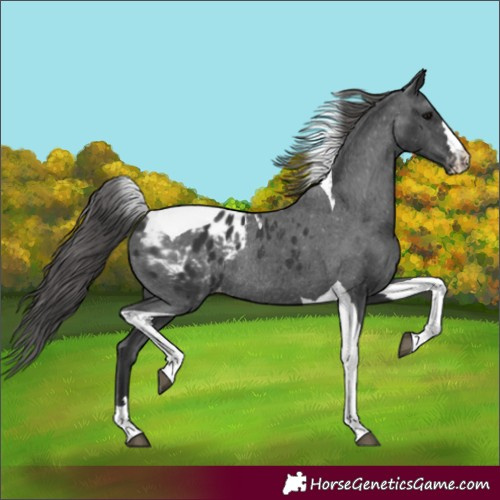 Horse Color:Black Tobiano Appaloosa Rabicano 