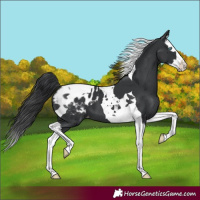 Horse Color:Black Splash Tobiano Appaloosa 