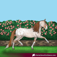 Horse Color:Red Roan Splash Appaloosa 