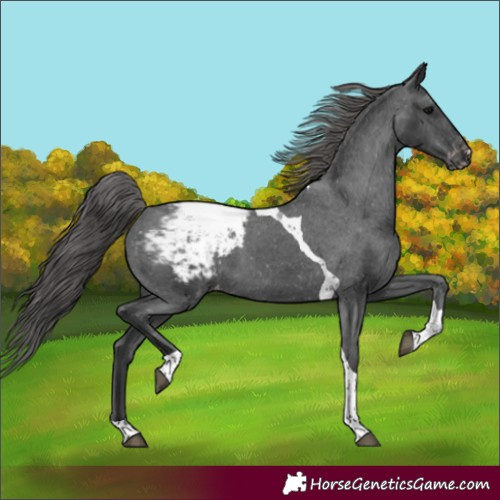Horse Color:Black Tobiano Snowcap 