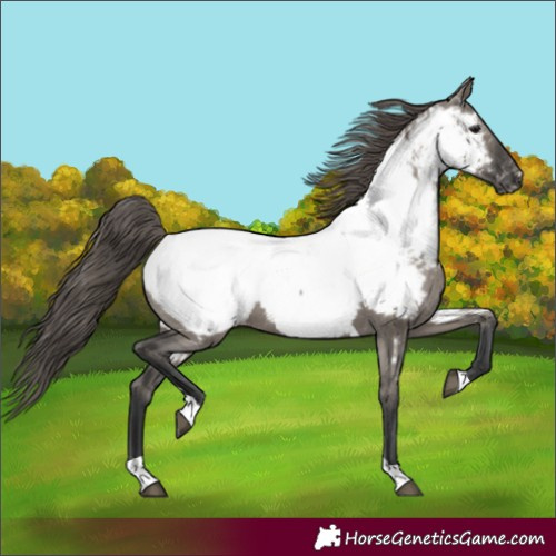 Horse Color:Grullo Tobiano Appaloosa 