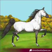 Horse Color:Grullo Tobiano Appaloosa 