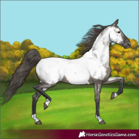 Horse Color:Grullo Tobiano Appaloosa