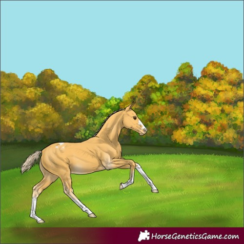 Horse Color:Palomino Varnish 