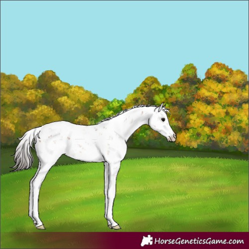 Horse Color:Bay Sabino 