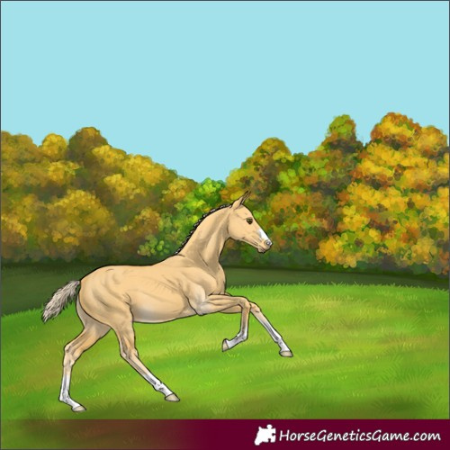 Horse Color:Palomino Dun 