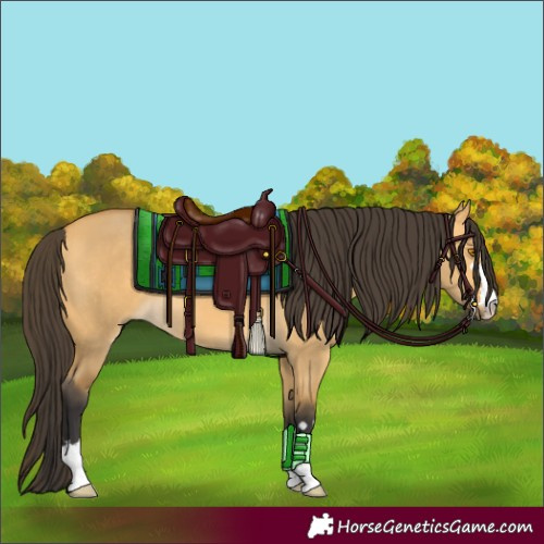 Horse Color:Buckskin Dun