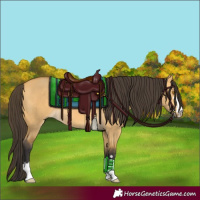 Horse Color:Buckskin Dun 