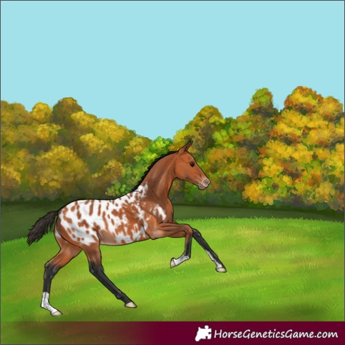 Horse Color:Bay Blanket 
