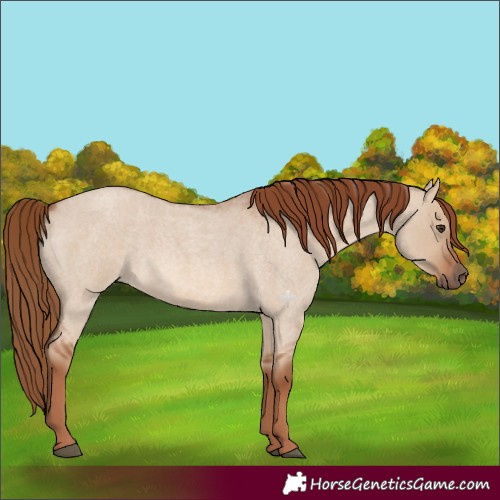 Horse Color:Red Dun Roan Rabicano 