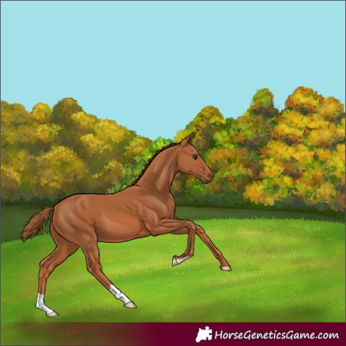 Horse Color:Chestnut 