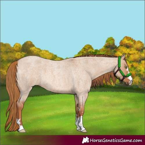 Horse Color:Red Dun Roan 