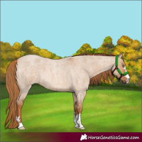 Horse Color:Red Dun Roan 