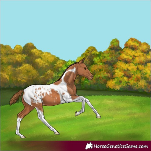 Horse Color:Chestnut Tobiano Varnish 