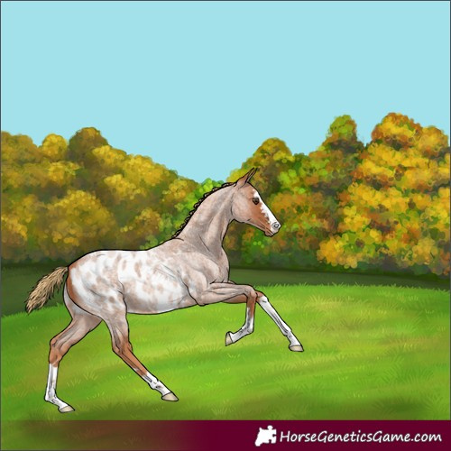 Horse Color:Red Roan Blanket 
