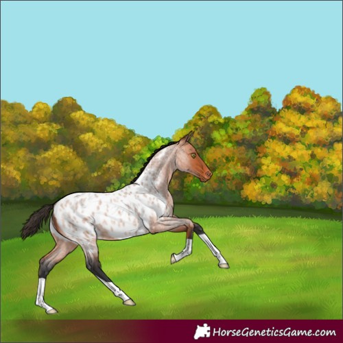 Horse Color:Bay Roan Blanket