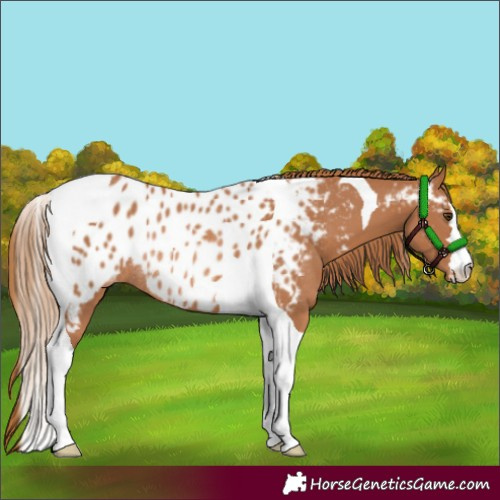 Horse Color:Chestnut Tobiano Appaloosa Rabicano