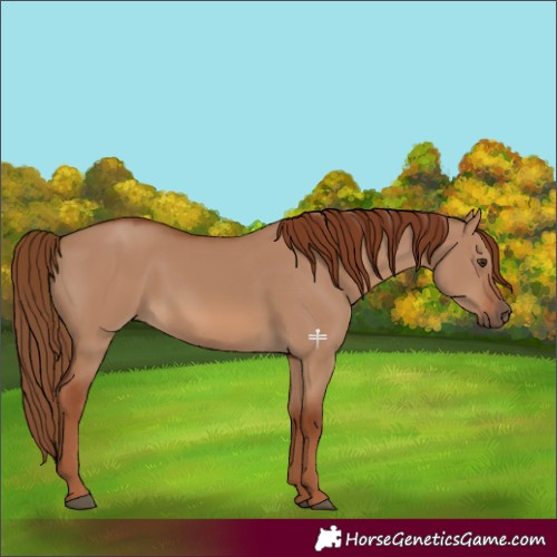 Horse Color:Red Dun 